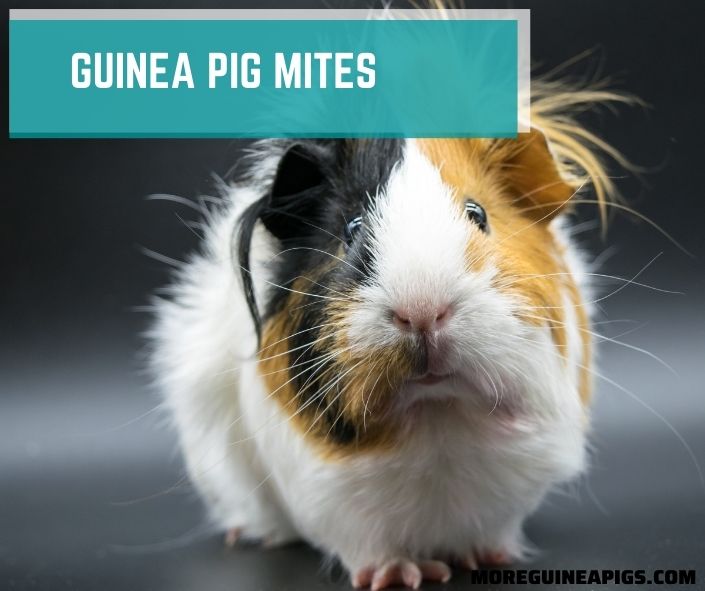 Guinea Pig Mites: Signs, Causes, and Treatment