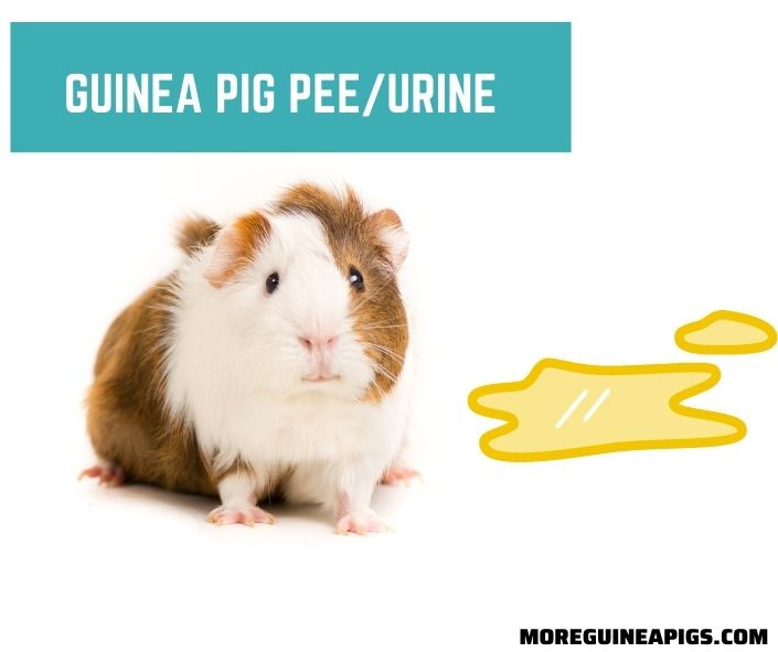Guinea Pig Pee/Urine: Everything You Need to Know