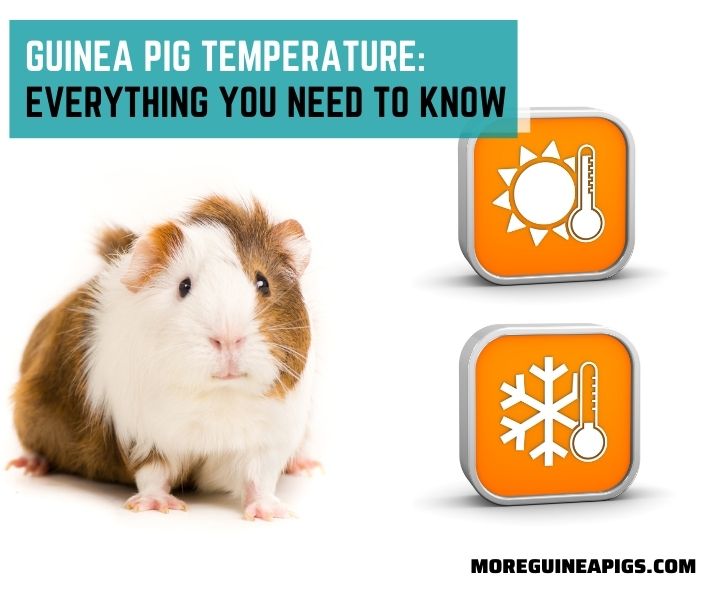 Guinea Pig Temperature: Everything You Need To Know