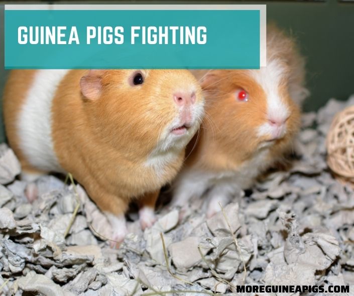 Guinea Pigs Fighting: Causes and How to Deal with It!