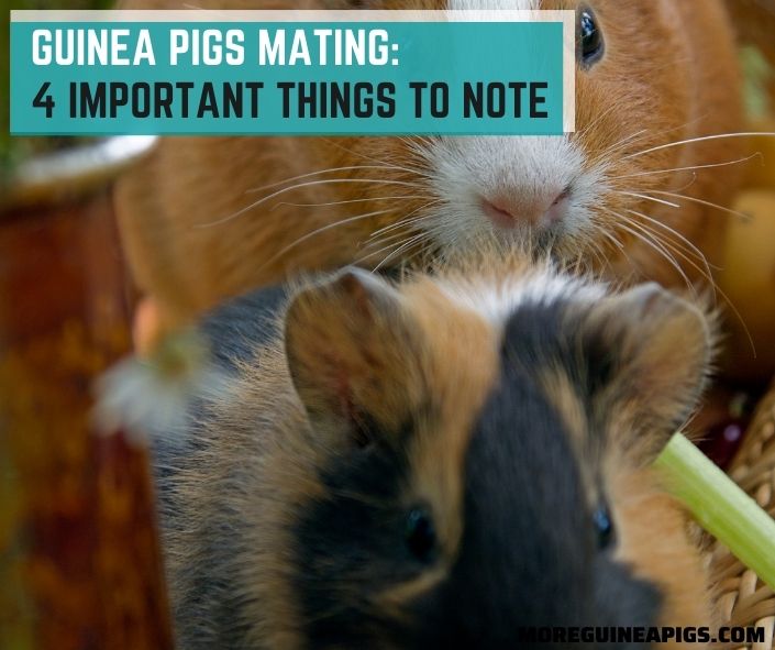 Guinea Pigs Mating: 4 Important Things to Note