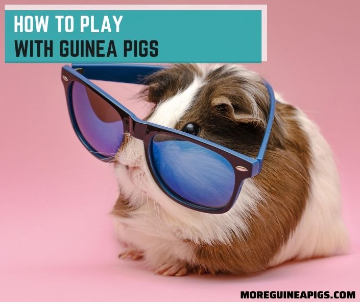 How To Play With Guinea Pigs