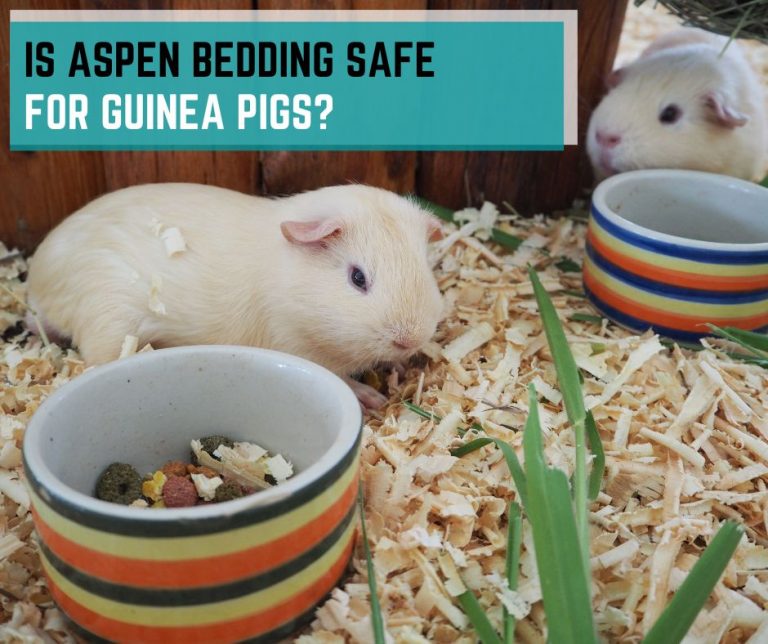 Is Aspen Bedding Safe for Guinea Pigs?