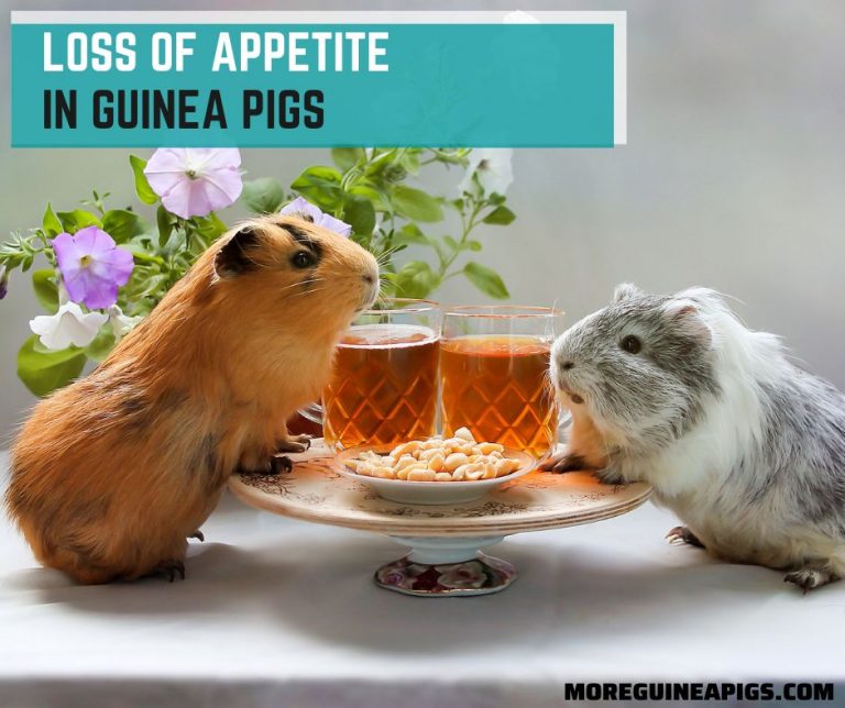 Loss of Appetite in Guinea Pigs: Causes and Treatments