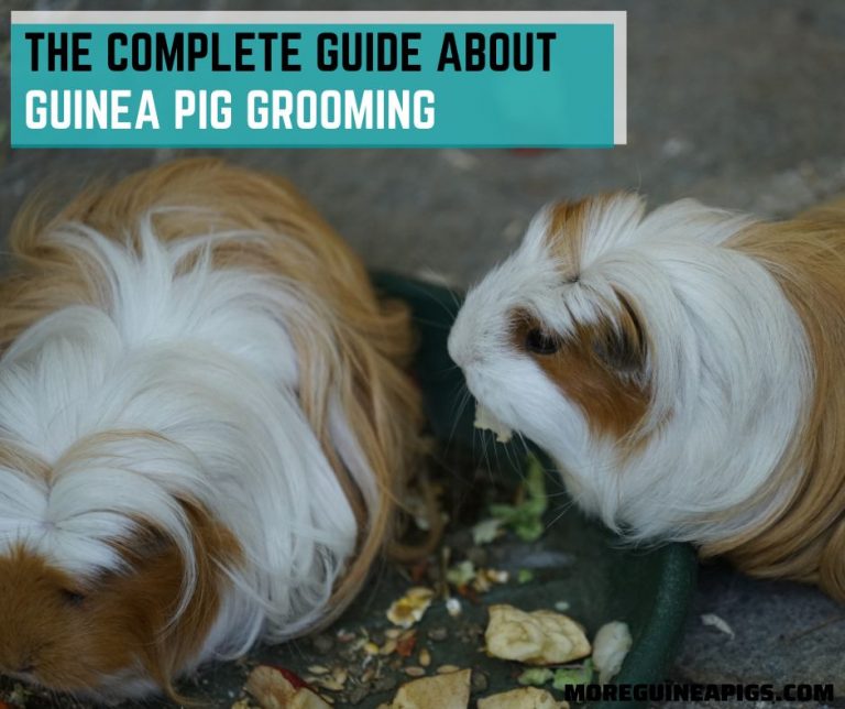 The Complete Guide about Guinea Pig Grooming