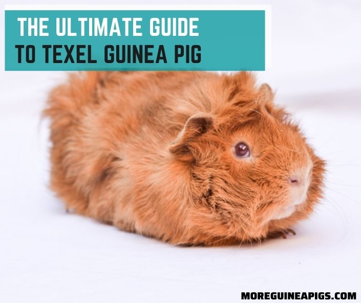 The Ultimate Guide to Texel Guinea Pig