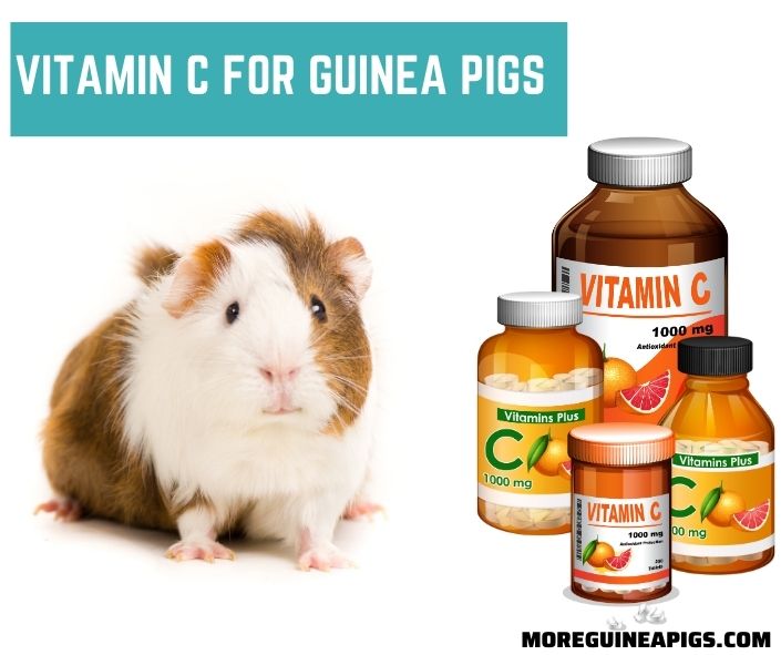 Vitamin C For Guinea Pigs and 3 Best Ways to Offer It