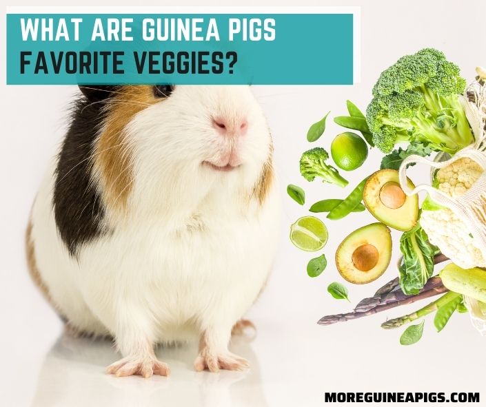 What Are Guinea Pigs Favorite Veggies?