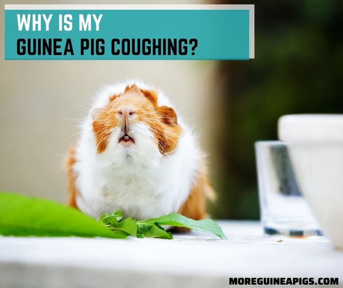 Why Is My Guinea Pig Coughing?