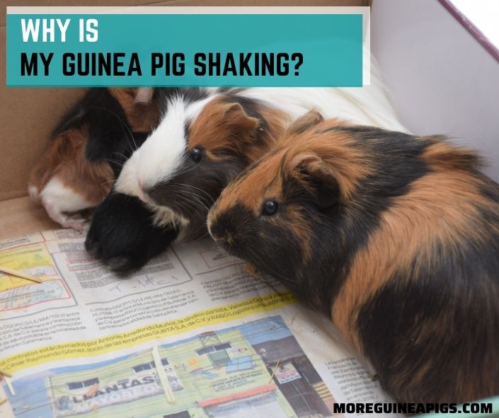 Why Is My Guinea Pig Shaking? (Vet Answer)