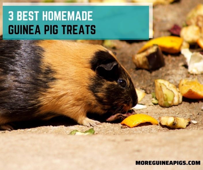 3 Best Homemade Guinea Pig Treats