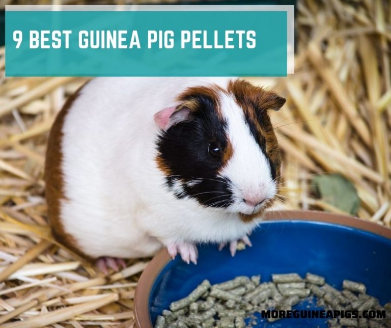 9 Best Guinea Pig Pellets