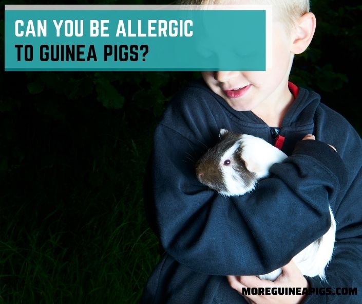 Can You Be Allergic To Guinea Pigs?