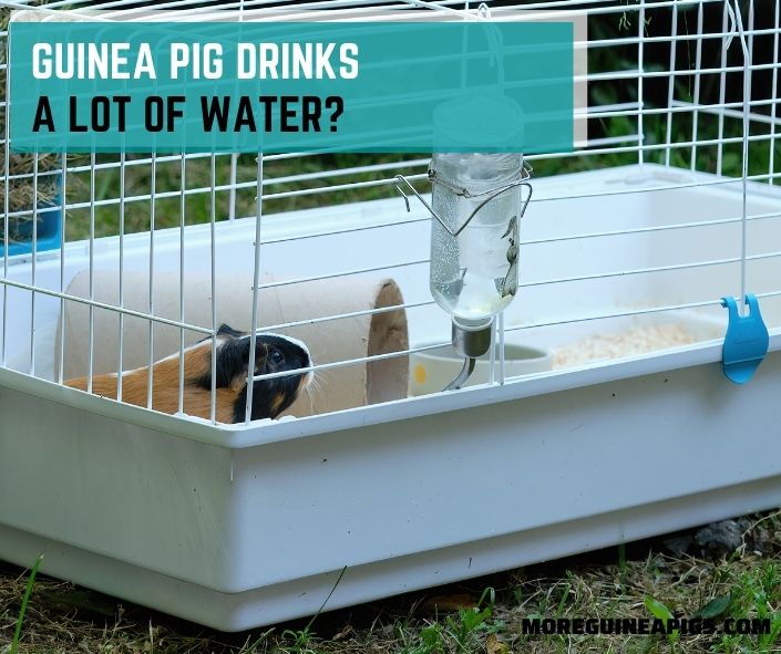 What Does it Mean When a Guinea Pig Drinks a Lot of Water?