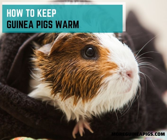 How to Keep Guinea Pigs Warm