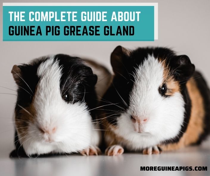 The Complete Guide about Guinea Pig Grease Gland