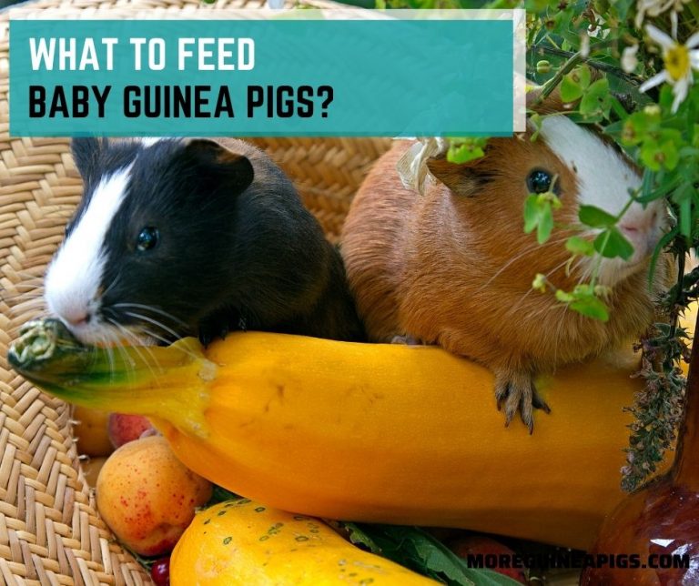 What To Feed Baby Guinea Pigs? And  2 Best Baby Guinea Pig Food
