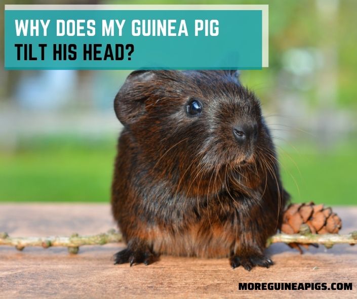 Why Does My Guinea Pig Tilt His Head?