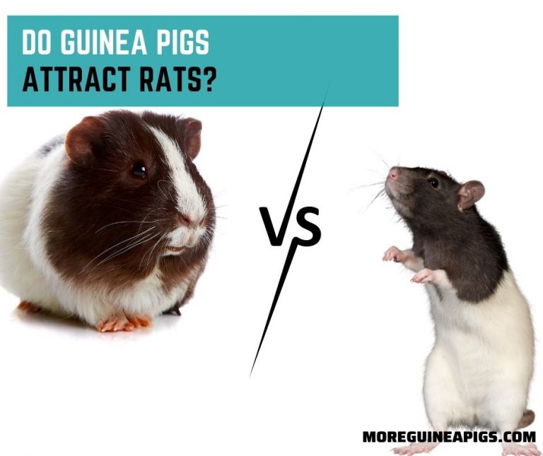 Do Guinea Pigs Attract Rats?