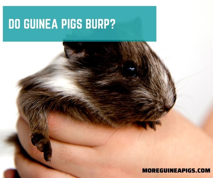 Do Guinea Pigs Burp?