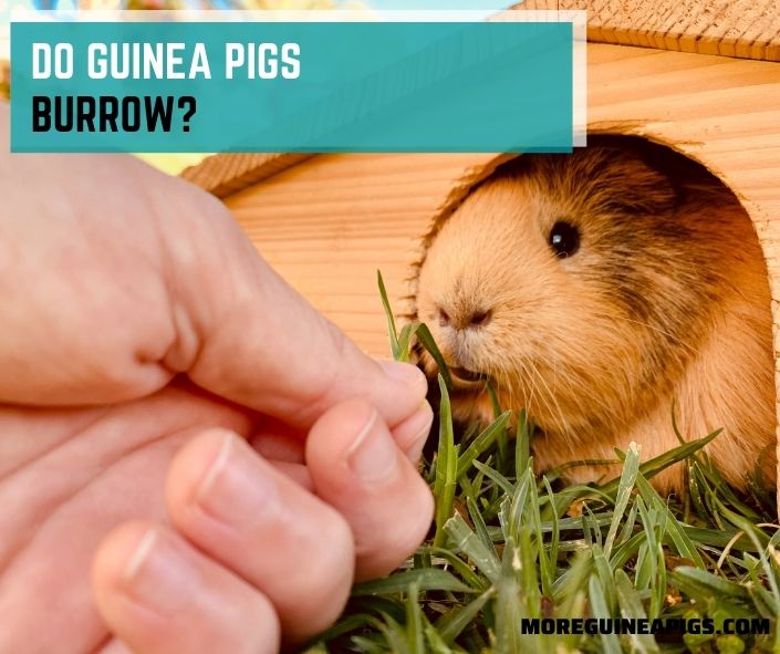 Do Guinea Pigs Burrow?