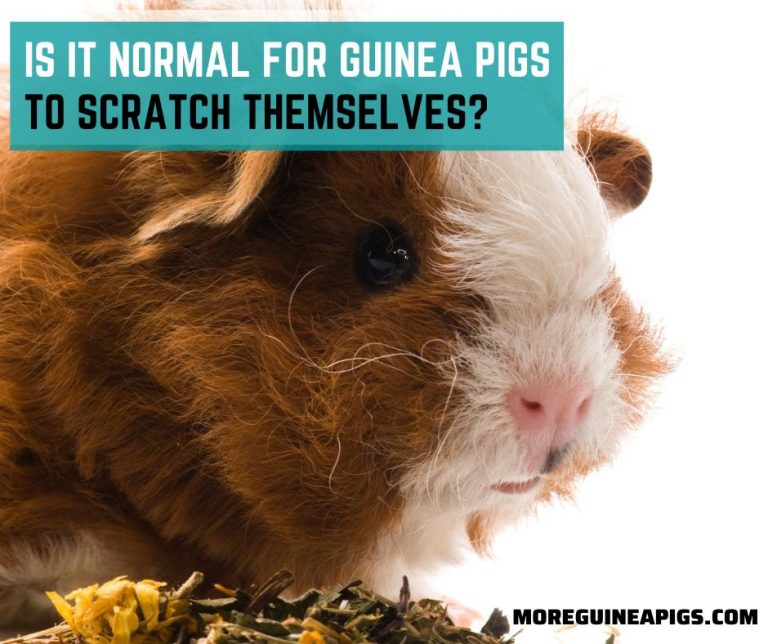 Do Guinea Pigs Clean Themselves?