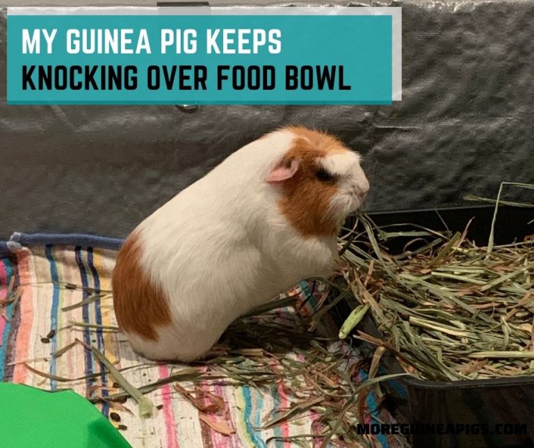 My Guinea Pig Keeps Knocking Over Food Bowl