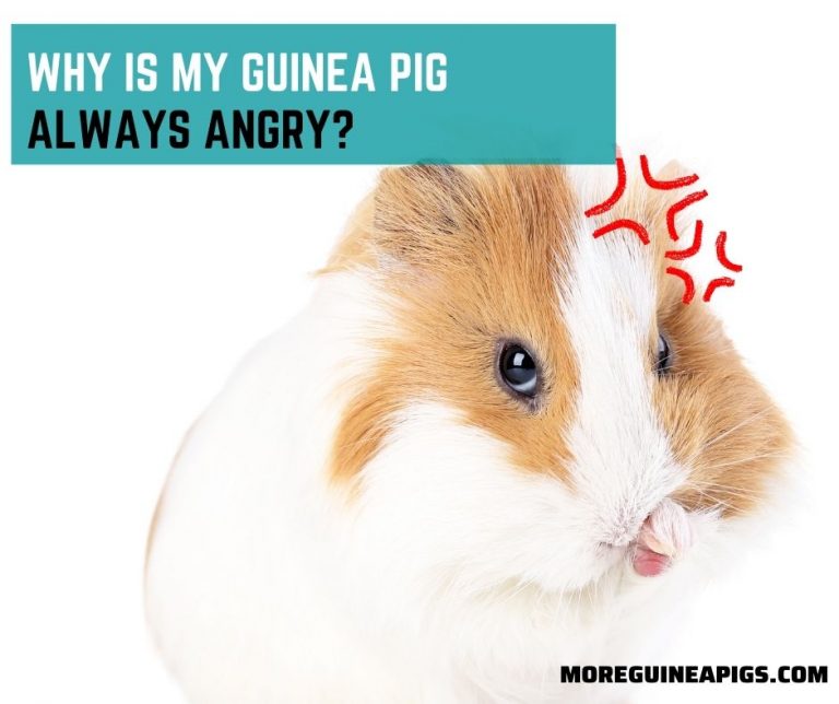 Why Is My Guinea Pig Always Angry?