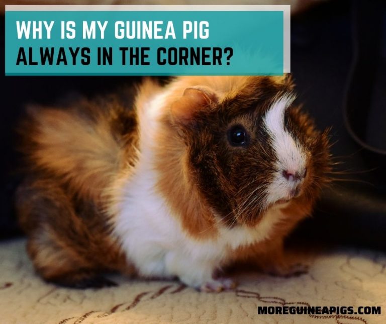 Why is My Guinea Pig Always in The Corner?