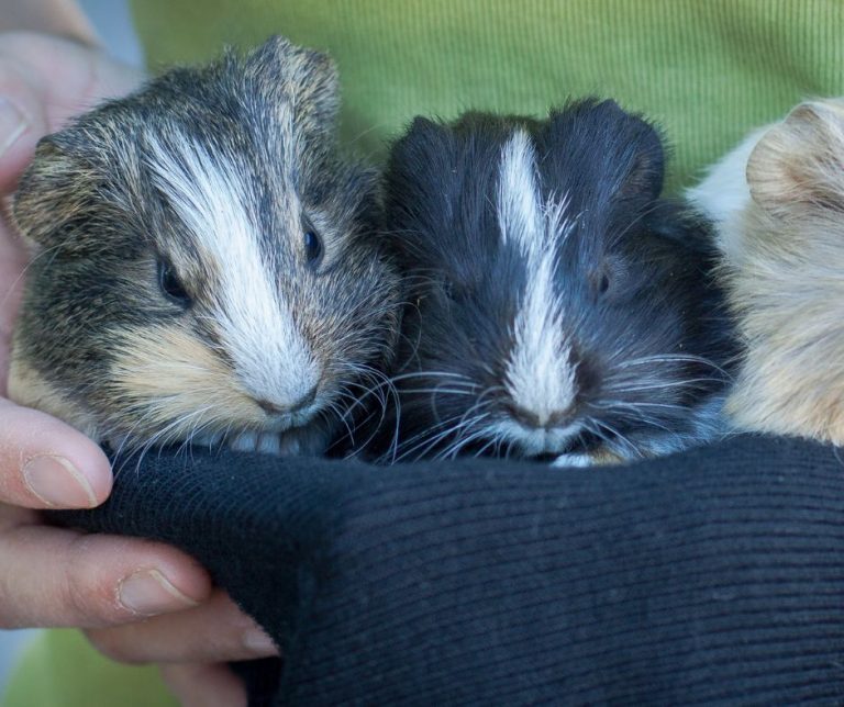 Complete Guide For Guinea Pig Handling More Guinea Pigs Complete Guide For Guinea Pig Handling More Guinea Pigs