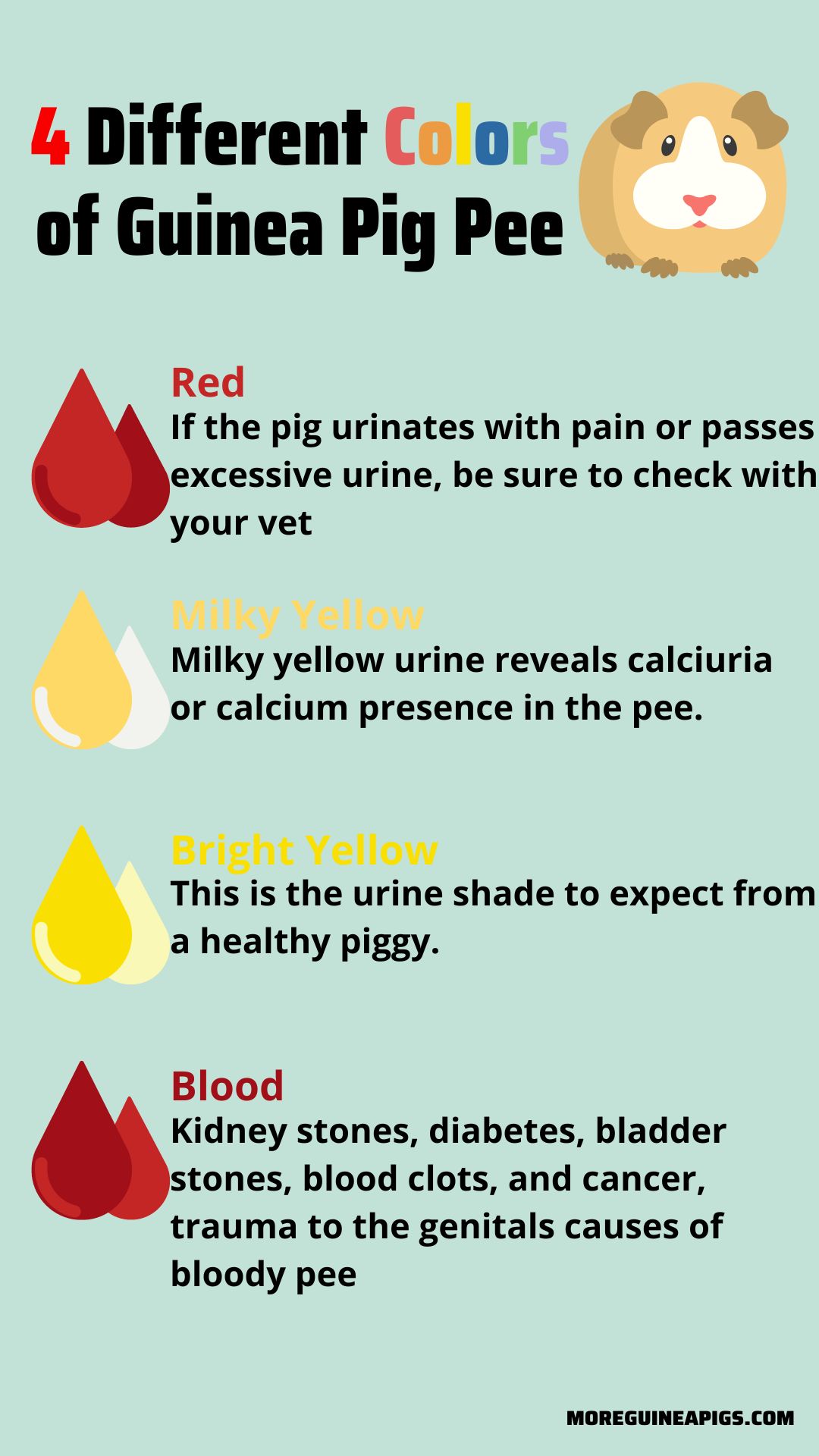 Guinea Pig Pee/Urine: Everything You Need to Know - More Guinea Pigs