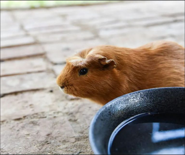 Can Guinea Pigs Drink Out of a Bowl? More Guinea Pigs