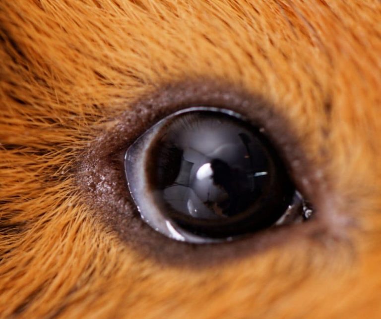 Top 5 Causes and How To Treat Guinea Pig Cloudy Eye - More Guinea Pigs