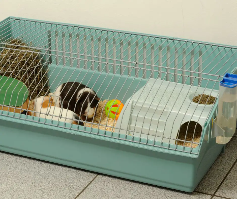 5 Best Guinea Pig Cages For Small Spaces More Guinea Pigs 5 Best Guinea Pig Cages For Small Spaces More Guinea Pigs