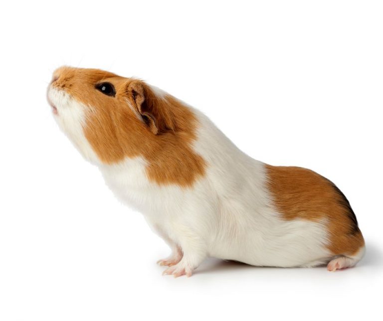 Do Guinea Pigs Have Tails? - More Guinea Pigs