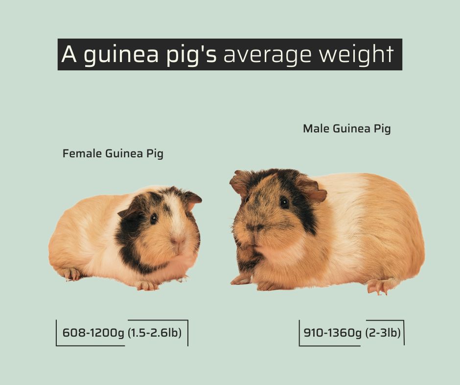 Guinea Pig Size Guide With 4 Factors You Must Know More Guinea Pigs