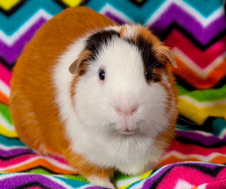 13 Best Guinea Pig Breeds More Guinea Pigs
