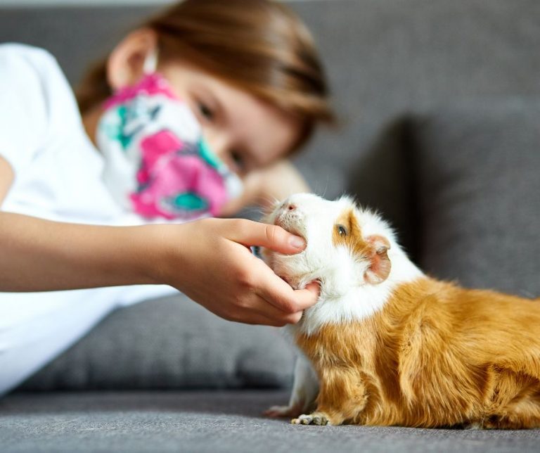 8 Disorders and Diseases of Guinea Pigs More Guinea Pigs