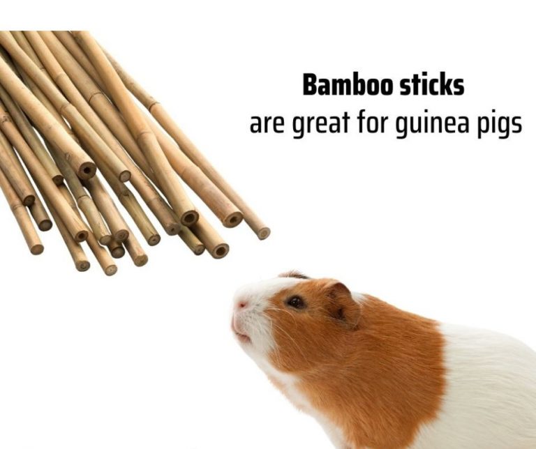 Can Guinea Pigs have Bamboo Sticks? More Guinea Pigs