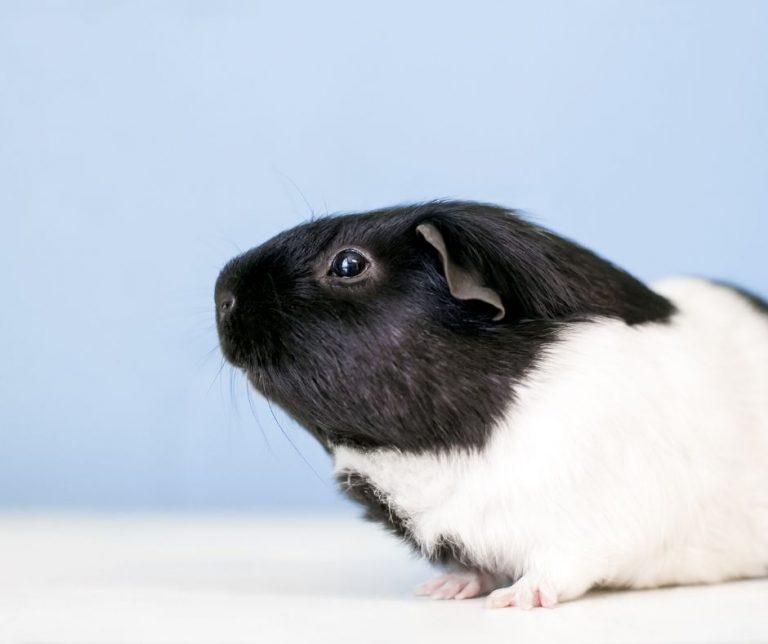 The Ultimate Guide to American Guinea Pig - More Guinea Pigs