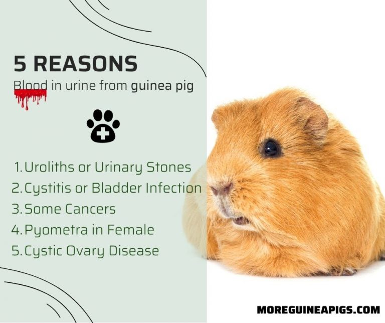 6 Causes Of Guinea Pig Blood In Urine And Simple Treatment Tips More