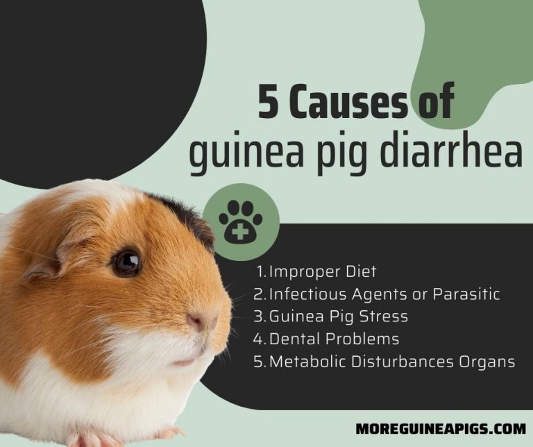 Guinea Pig Diarrhea Signs, Cause, Treatment and Prevent More Guinea Pigs