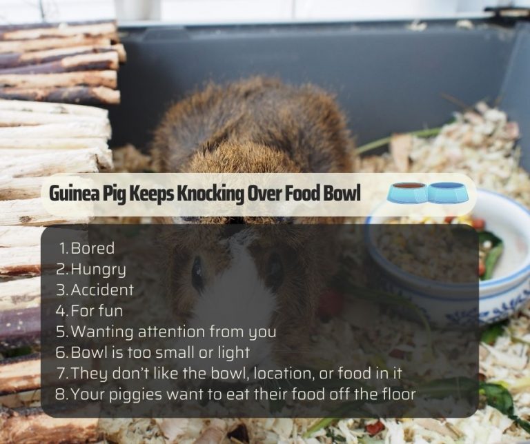 My Guinea Pig Keeps Knocking Over Food Bowl More Guinea Pigs