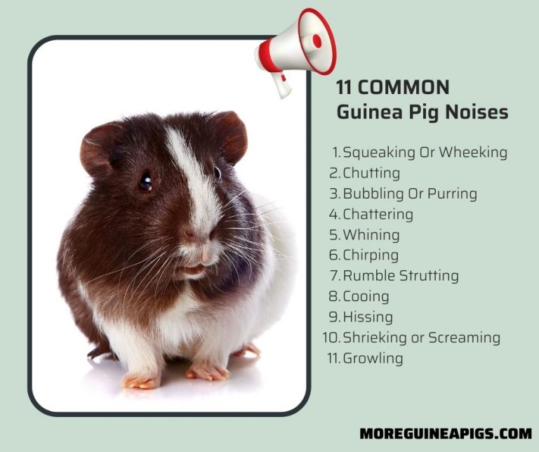 1 hour of guinea pig noises