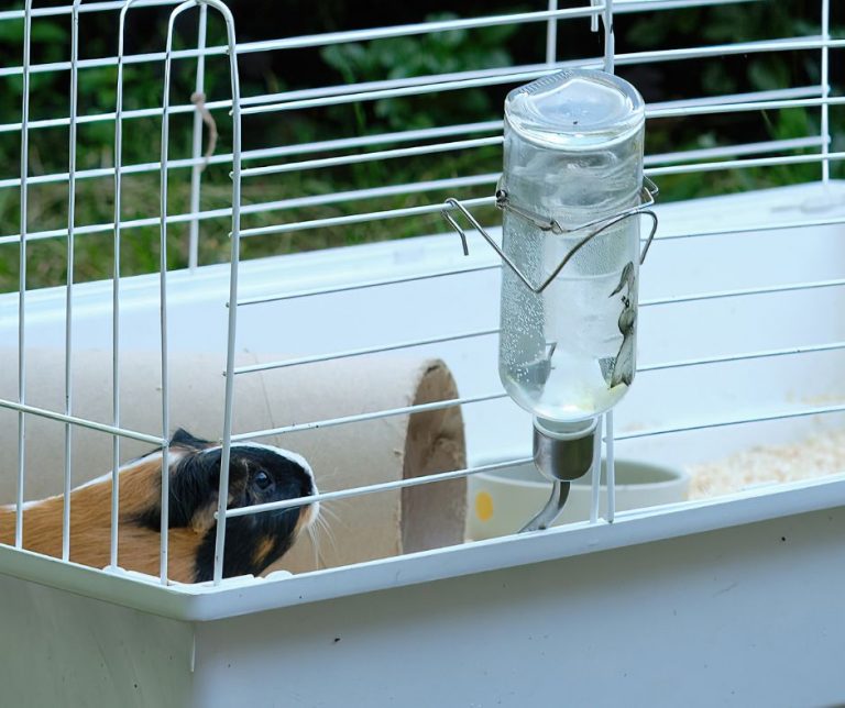 Do Guinea Pigs Know How To Use Water Bottles? More Guinea Pigs