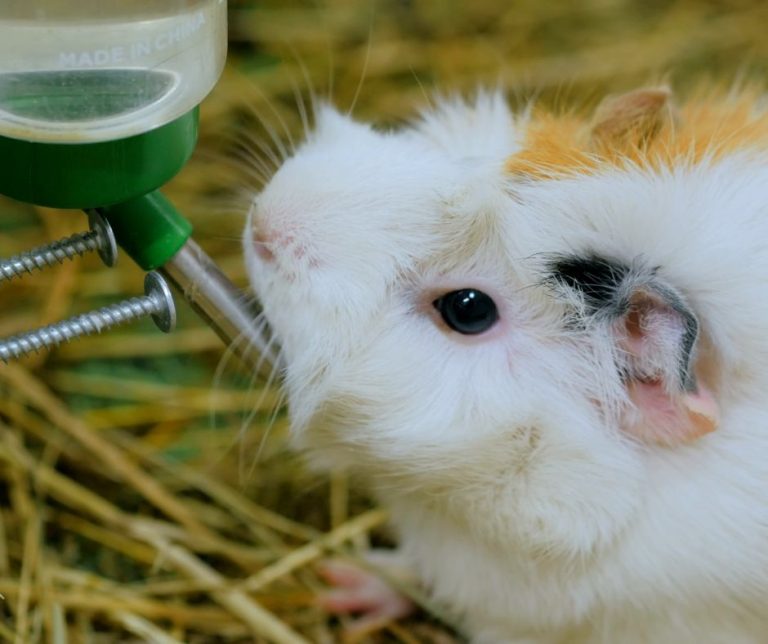 Do Guinea Pigs Know How To Use Water Bottles? More Guinea Pigs