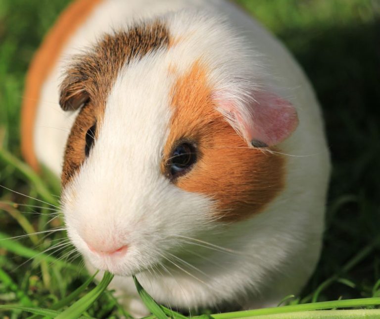 What You Need To Know When Guinea Pigs Have Bald Spot Behind Ears ...