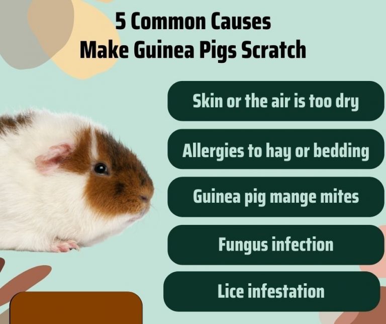 Is It Normal for Guinea Pigs to Scratch Themselves? More Guinea Pigs