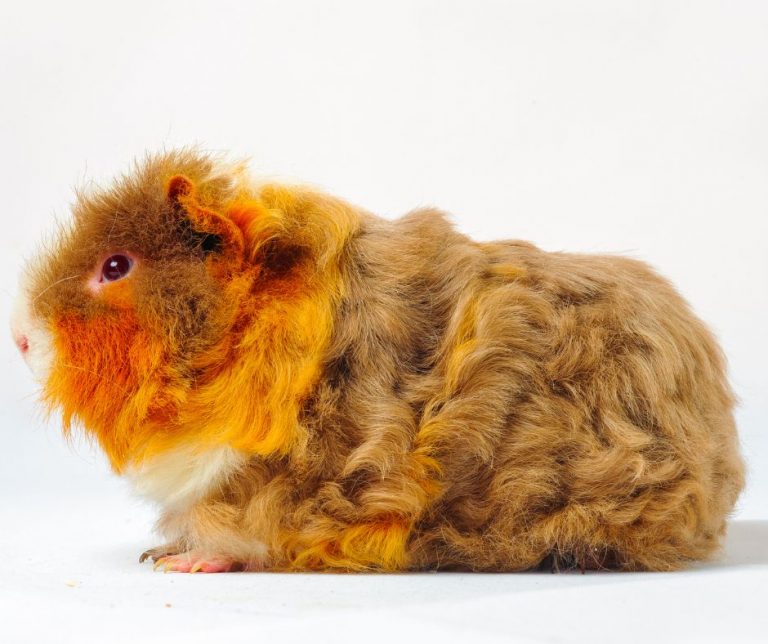 4 Curly Haired Guinea Pig Breeds and 3 Interesting Facts About Them