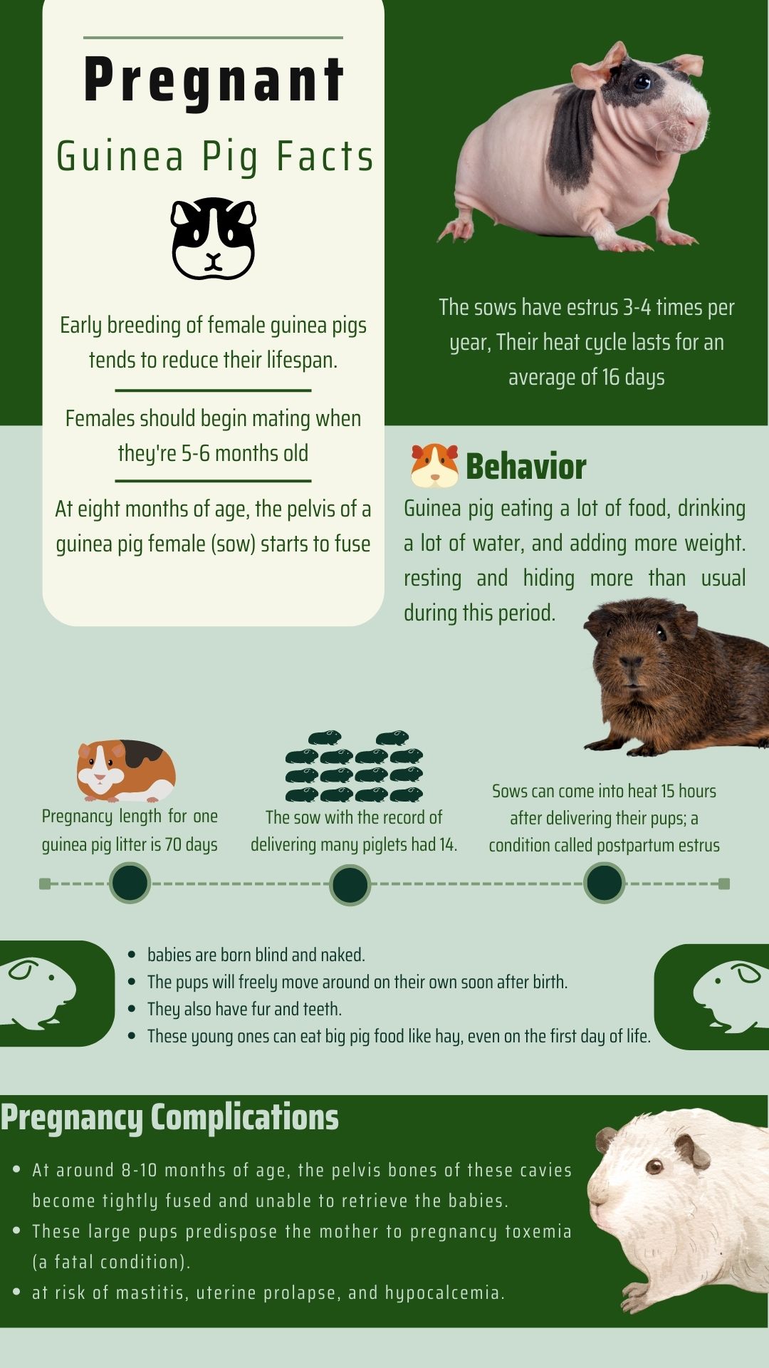 Care of a Pregnant Guinea Pig More Guinea Pigs